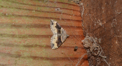 Xanthorhoe defensaria