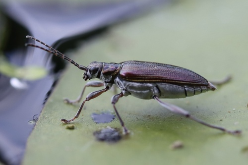 Donacia cincticornis Newman, 1838