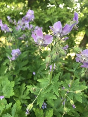 Geranium phaeum lividum