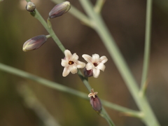 Hemiphylacus hintoniorum