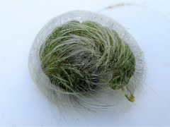 Acronicta leporina