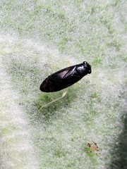 Adelphophylus balcanicus