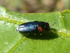 Neocuris gracilis