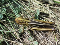 Stenobothrus rubicundulus