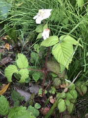 Rubus