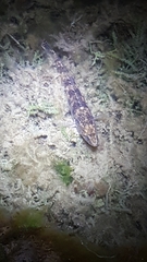 Pseudaphritis urvillii