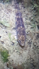 Pseudaphritis urvillii