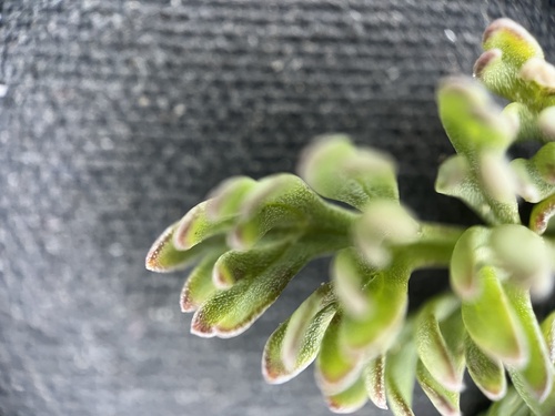 Image of Lomatium watsonii by no rights reserved
