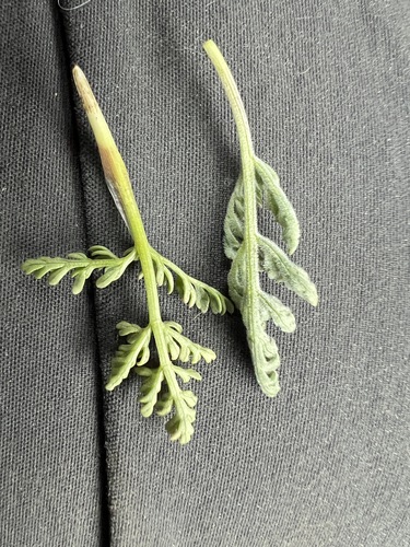 Image of Lomatium watsonii by no rights reserved
