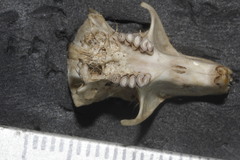 Heteromys pictus hispidus