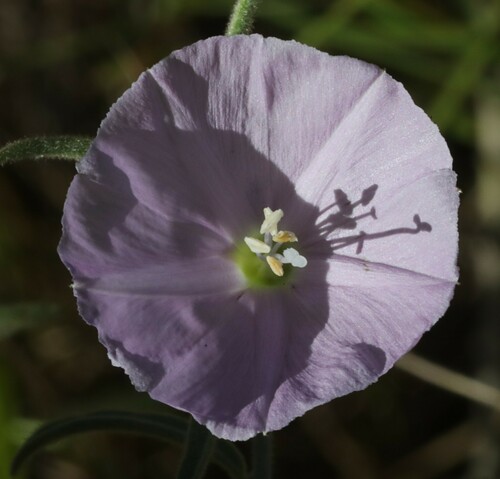Jacquemontia browniana