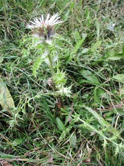 Carlina acaulis