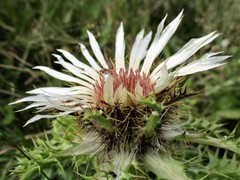 Carlina acaulis