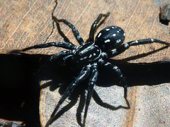 Nyssus albopunctatus