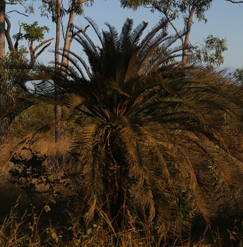 Cycas angulata
