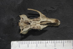 Oryzomys couesi mexicanus