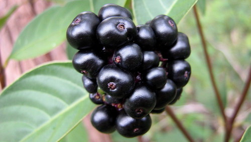 Hoffmannsegg's wild coffee