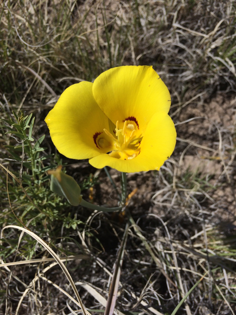 golden mariposa lily