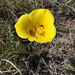Golden Mariposa Lily - Photo (c) Steve Buckley, some rights reserved (CC BY-NC), uploaded by Steve Buckley