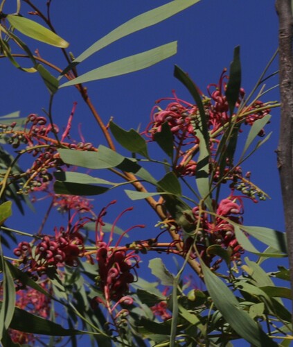 Rock Grevillea