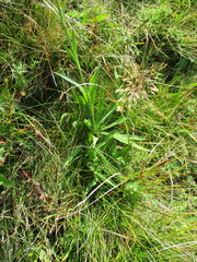 Dianthus superbus