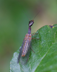 Raphidiidae