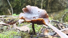 Armillaria luteobubalina