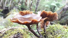 Armillaria luteobubalina