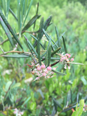 Andromeda polifolia glaucophylla