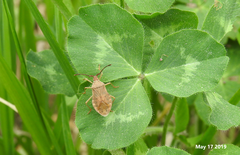 Homoeocerus dilatatus
