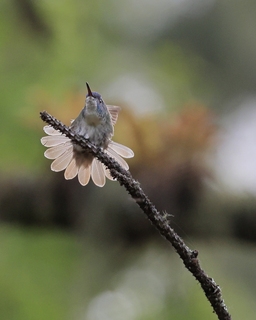 Azure-crowned Hummingbird from 89785 Valle del Ovni, Tamps., México on ...