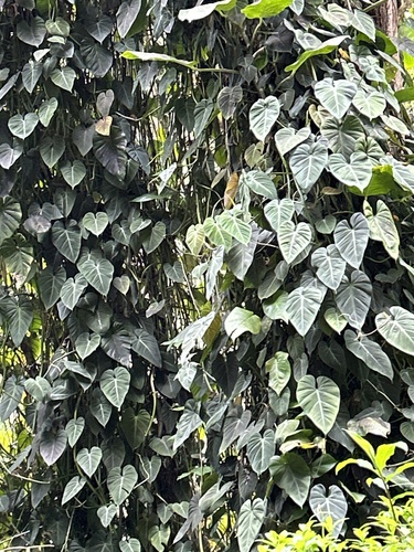 Philodendron hederaceum observed 2024-06-05