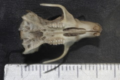 Handleyomys melanotis