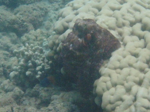 Octopus cyanea observed 2024-06-05