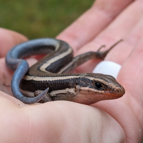 iNaturalist observation photo of Western Skink