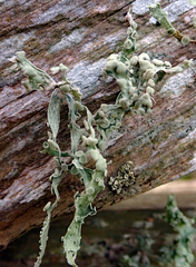Ramalina ovalis