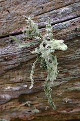 Ramalina ovalis