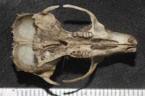 Mexican Marsh Rice Rat