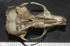 Oryzomys couesi mexicanus