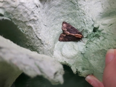 Dypterygia scabriuscula