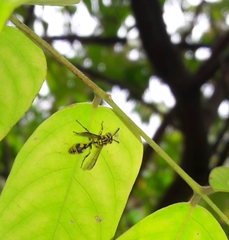 Ropalidia flavopicta