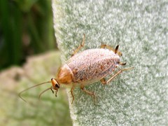 Ectobius pallidus