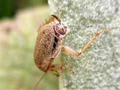 Ectobius pallidus