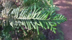 Libocedrus plumosa