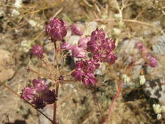 Prangos ferulacea