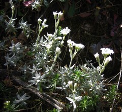 Cerastium tomentosum