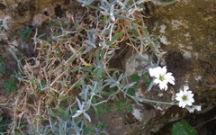 Cerastium tomentosum