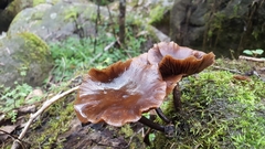 Armillaria luteobubalina