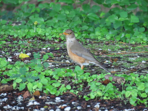 Christmas Island Thrush (Turdus erythropleurus), photo 4
