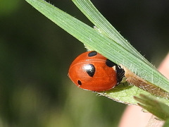 Coccinella quinquepunctata